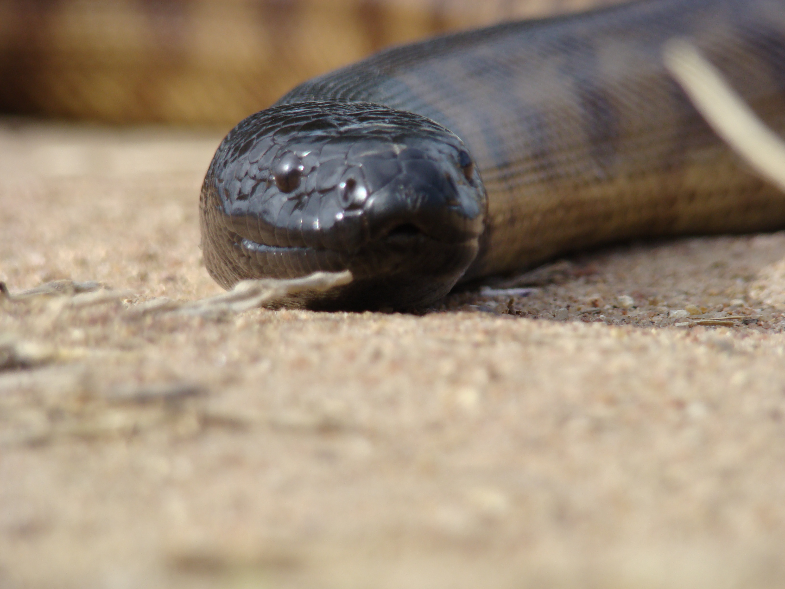 Register Animal Training Academy