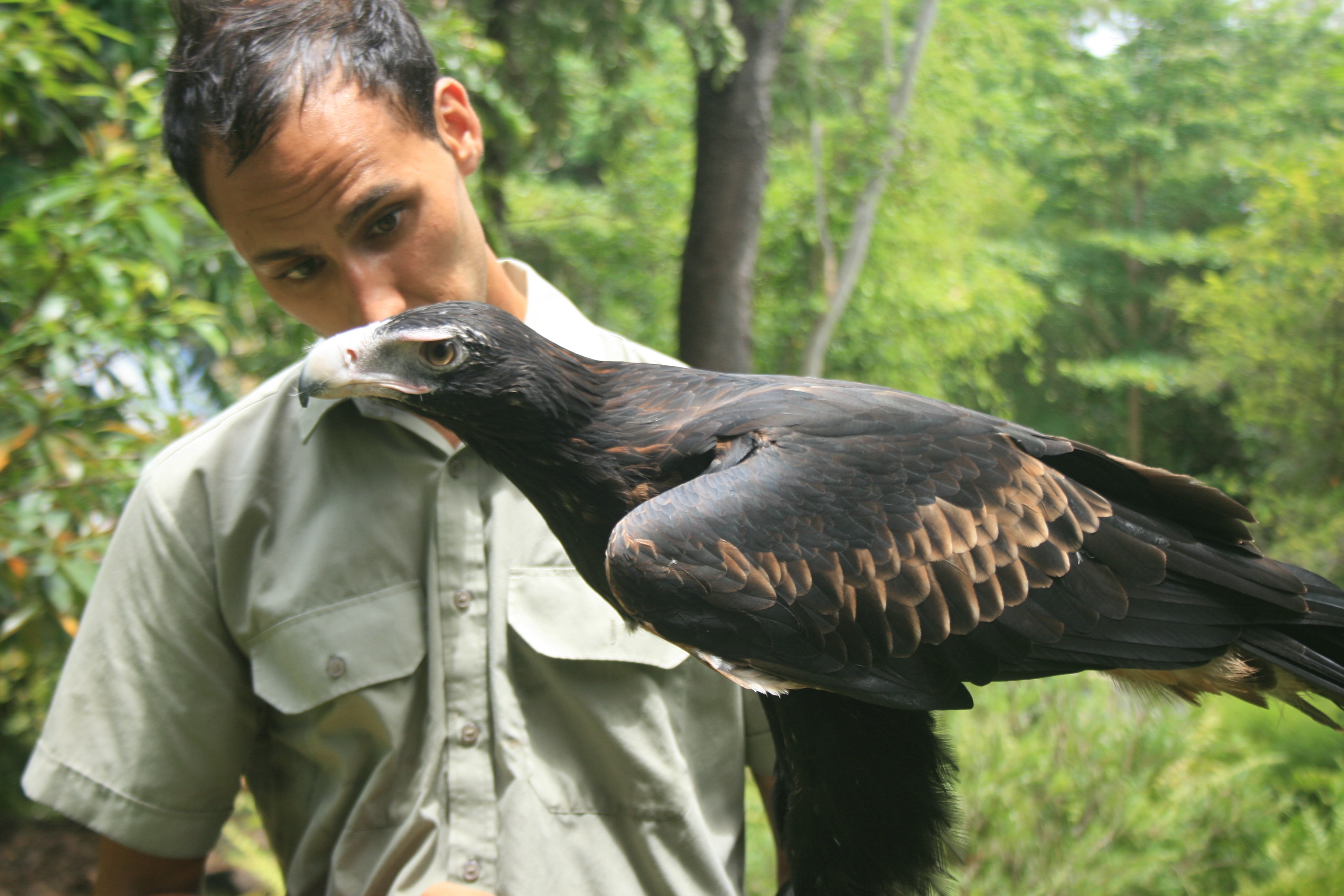 How to get into Animal Training Animal Training Academy