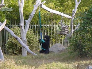 Andean bear with bungee feeder, Hilda Tresz