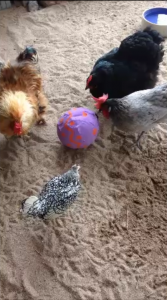 Chicken cricket feeder.