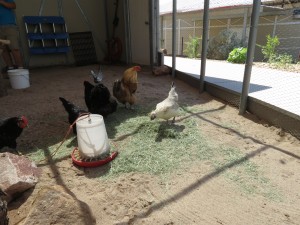 Chicken foraging in hay, Sarah Neil (1)