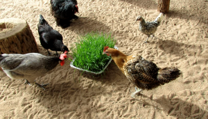 Chicken wheat grass.