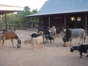 Farm, feeder3, B.C.