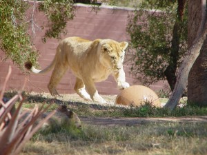 Lion with jungle ball, Hilda Tresz