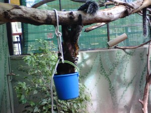 Marmoset with bucket feeder