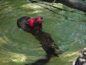 Otter with kong toy