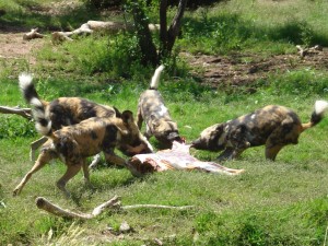 Painted dogs carcass feeding, Steve Robinson