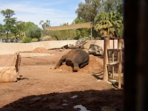 Elephant with dirt