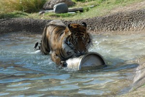 Tiger with keg, Photo unknown