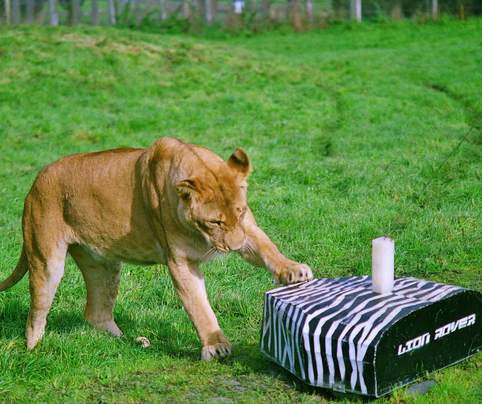 Mark Kingston Jones Team building with BITE [Enrichment episode