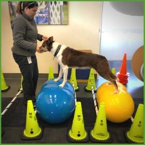 [Episode 113] Leslie Eide; Managing fitness for all dogs…