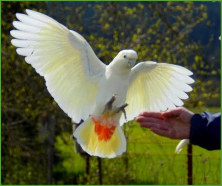 [Episode 125] Chris Shank Cockatoo Downs Parrot Training Retreat
