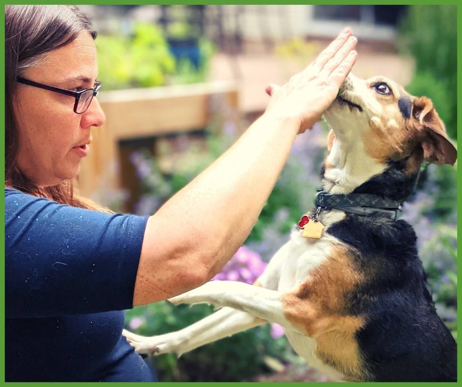 The Basics of Stress - with Dr. Kristina Spaulding - Animal Training Academy